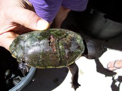 Sternotherus
