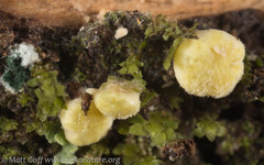Hypocreaceae
