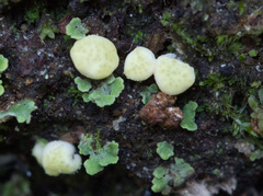 Hypocreaceae