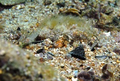 Nesogobius