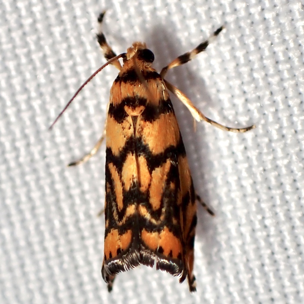 Diptychophora harlequinalis