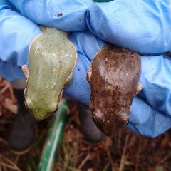 Squirrel Treefrog photo 4