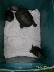 Malaclemys terrapin centrata