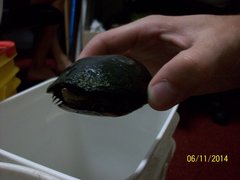 Kinosternon subrubrum subrubrum