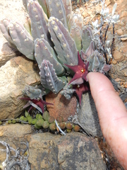 Stapelia rufa