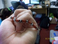 Cemophora coccinea copei