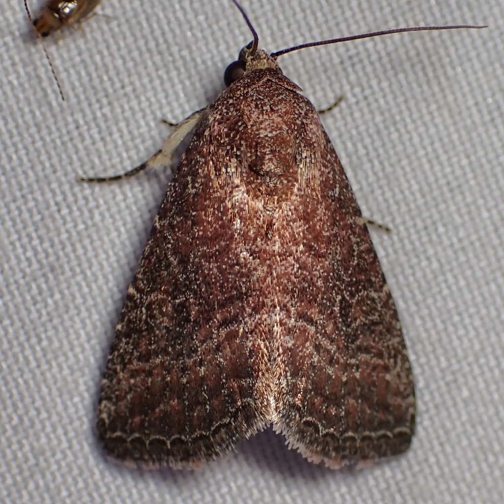 Ogdoconta rufipenna