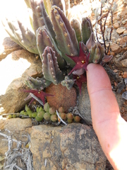 Stapelia rufa