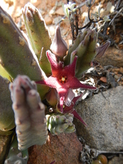 Stapelia rufa
