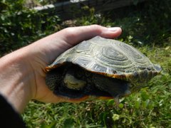 Malaclemys terrapin centrata