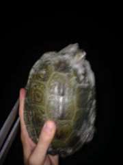 Malaclemys terrapin centrata