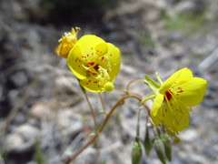 Chylismia munzii