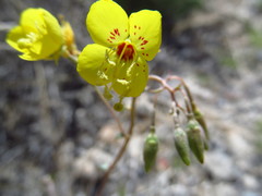 Chylismia munzii
