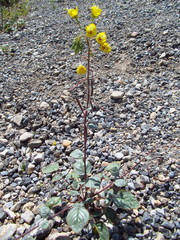 Chylismia munzii