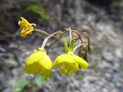 Chylismia munzii