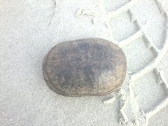 Kinosternon subrubrum subrubrum