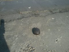 Kinosternon subrubrum subrubrum