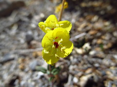 Chylismia munzii