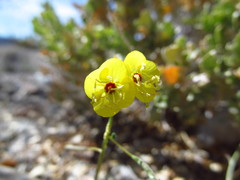 Chylismia munzii