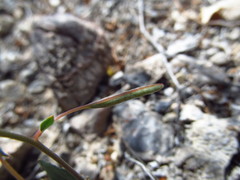 Chylismia munzii