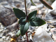 Chylismia munzii