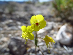 Chylismia munzii