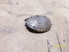 Kinosternon subrubrum subrubrum