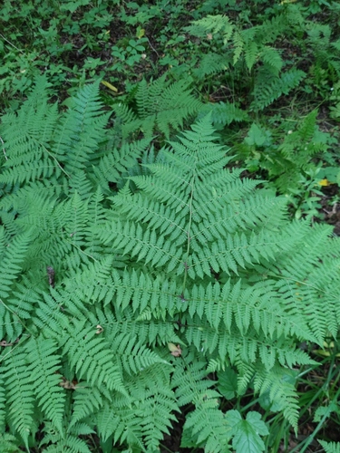 Cornopteris crenulatoserrulata iNat (1)