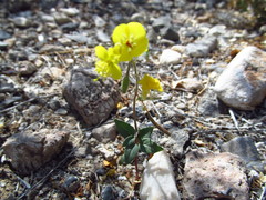 Chylismia munzii