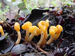 Cudonia spathulata