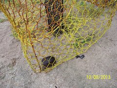 Kinosternon subrubrum subrubrum