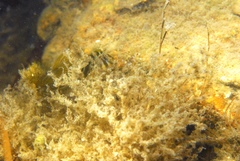 Omobranchus anolius