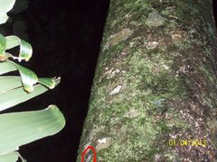 Diasporus diastema