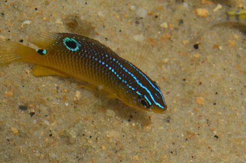 Cacao-rifjuffer (Stegastes variabilis) — Pomacentridae