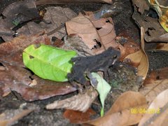 Incilius coniferus