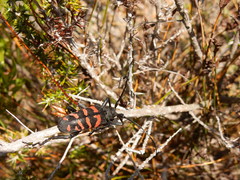 Ceroplesis capensis