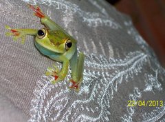 Boana rufitela