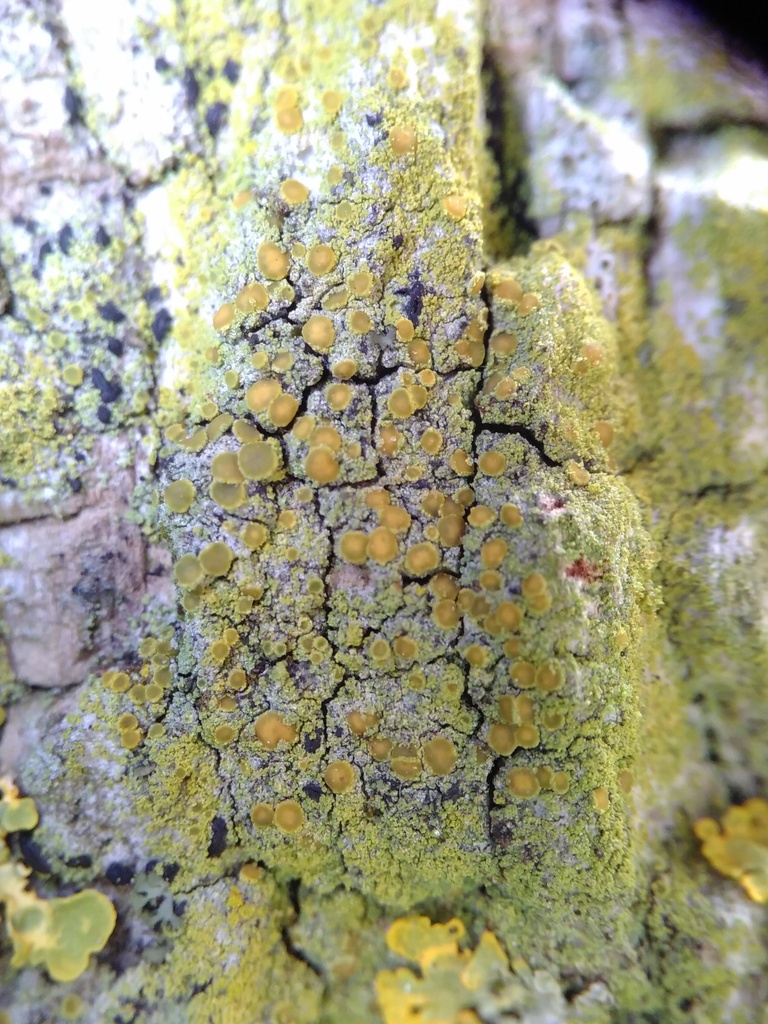 Polycauliona phlogina