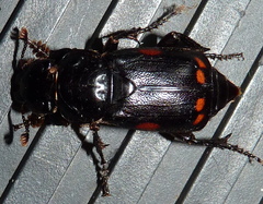 Nicrophorus pustulatus