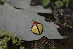 Paraselenis marginipennis