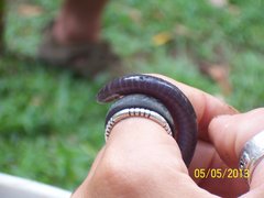 Gymnopis multiplicata