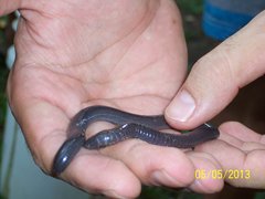 Gymnopis multiplicata