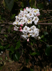 Viburnum × burkwoodii