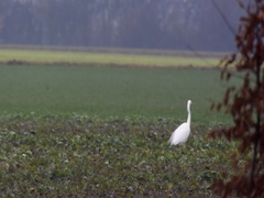 Ardea alba