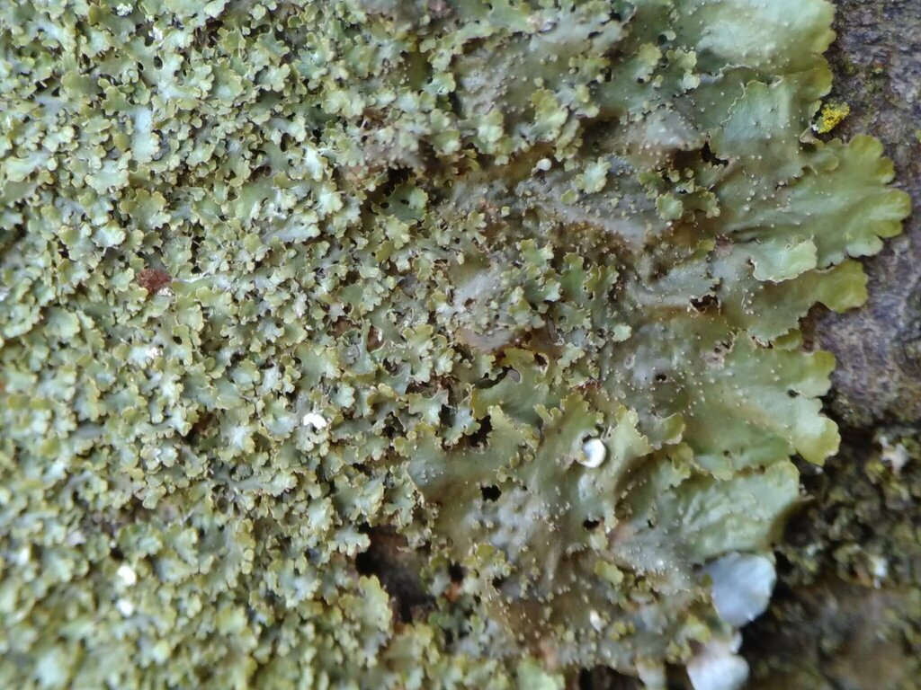 Melanohalea laciniatula