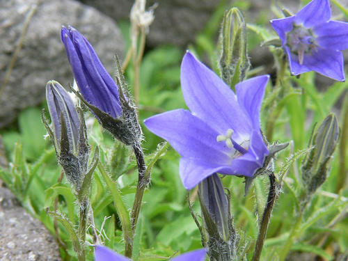 Mountain Harebell