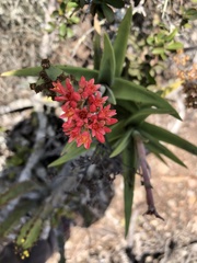 Crassula perfoliata coccinea