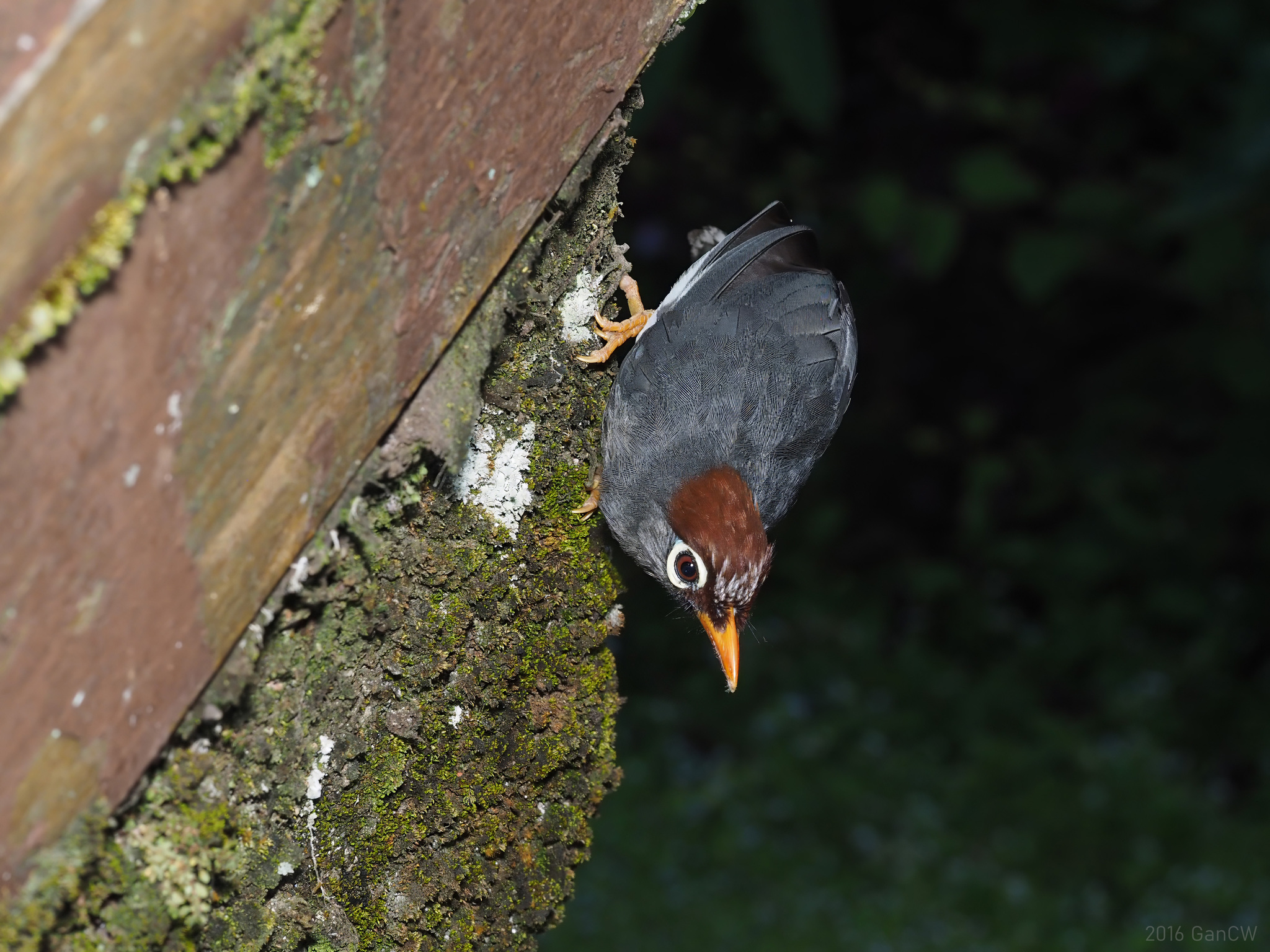 Chestnut-capped Laughingthrush illustration