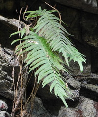 Pelazoneuron puberulum sonorense