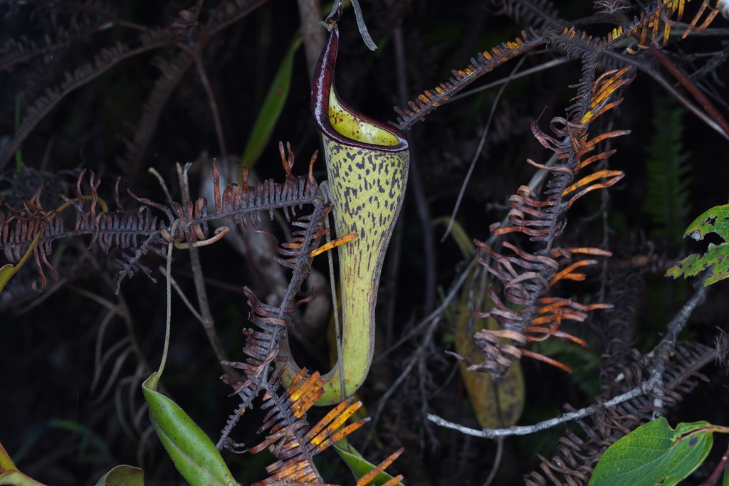 Nepenthes zakriana Jebb & Cheek